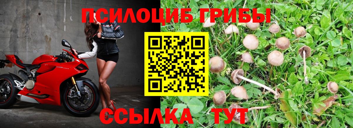 Мценск  Псилоцибиновые грибы ЛСД  Вход с VPN 